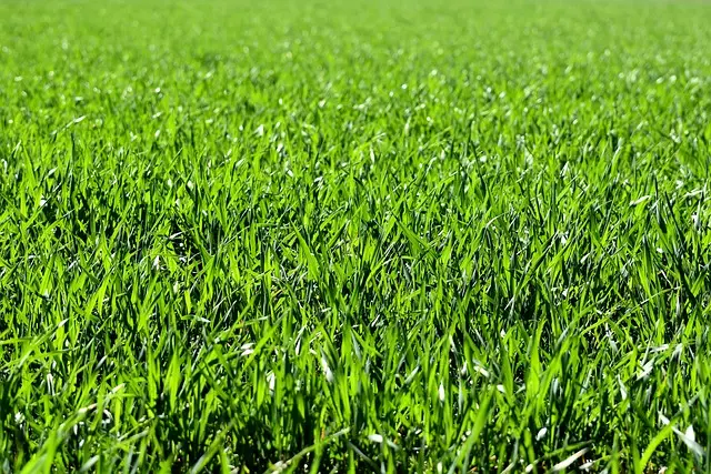 Lawn Care