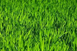 lawn-care-640x480-90297404.jpeg