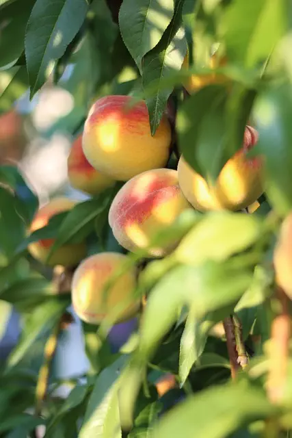 Savoring Special Moments with Local Gourmet Food Baskets