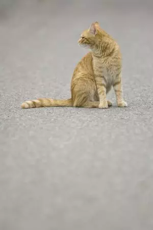 pet-sitting-640x480-44680830.jpeg