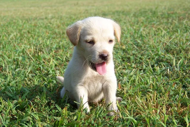pet-sitting-640x480-58192540.jpeg