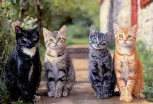 pet-sitting-640x480-9681513.jpeg
