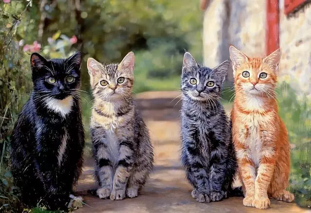 pet-sitting-640x480-9681513.jpeg