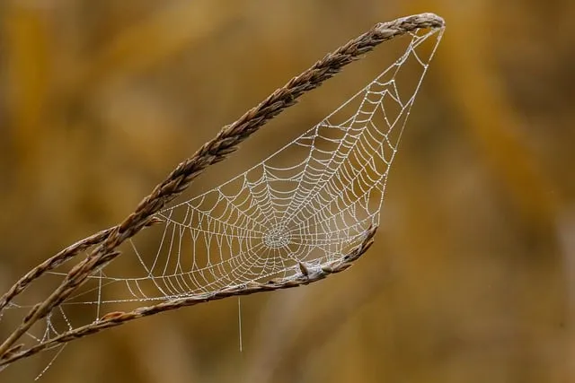 Affordable web design