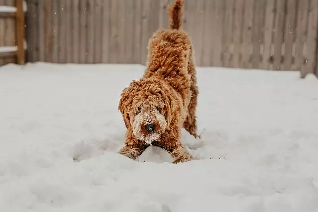 Cool Comfort for Pets: The Rise of Eco-Friendly Air-Conditioned Dog Houses