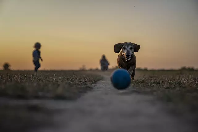 air conditioned dog house