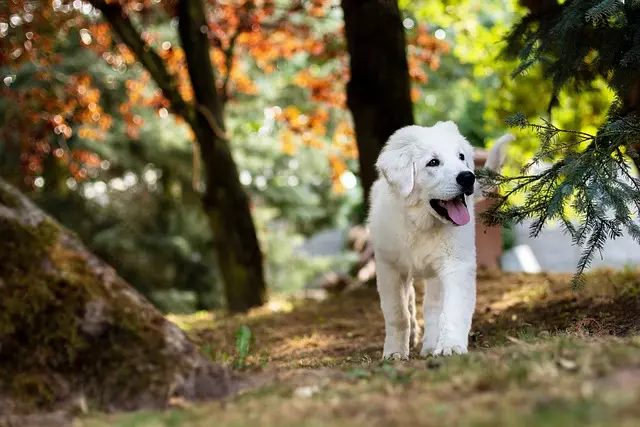 air conditioned dog house
