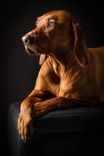 Cool Pups: The Essentials of Air Conditioned Dog Houses for Canine Comfort