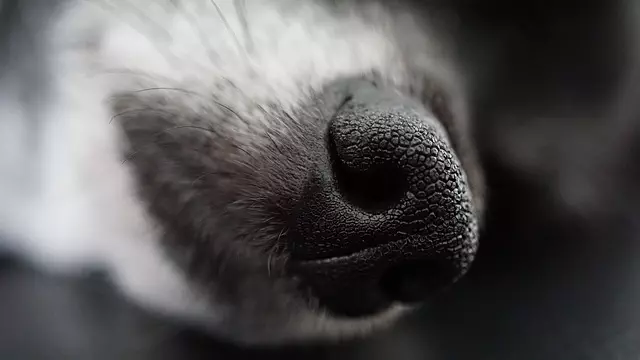 Optimizing Pet Comfort: The Air-Conditioned Dog House Advantage