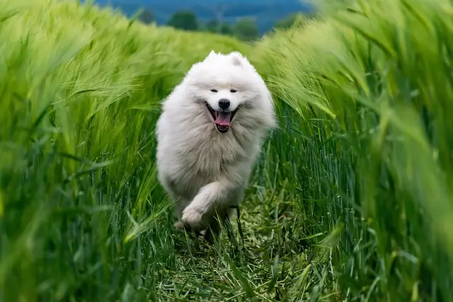 Cool Canine Comfort: Air Conditioned Dog Houses for Optimal Pet Health