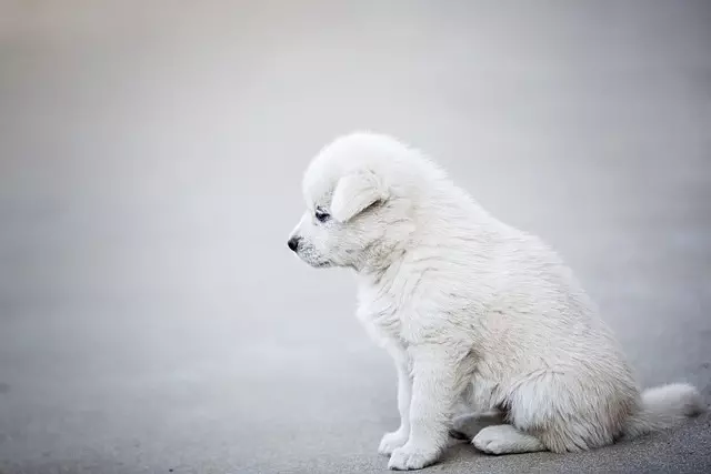 air conditioned dog house