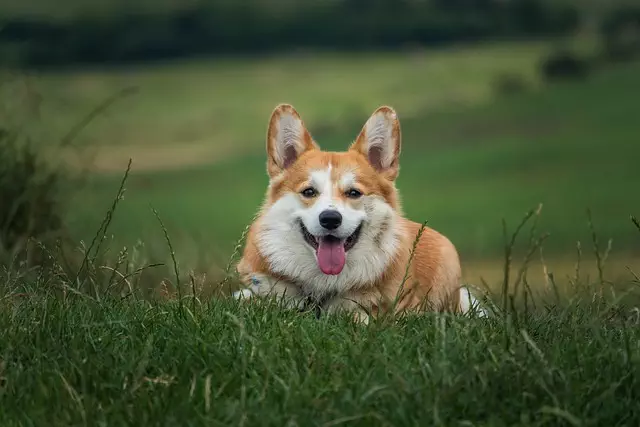 Optimizing Multi-Pet Living Spaces: The Advantages of an Air-Conditioned Dog House
