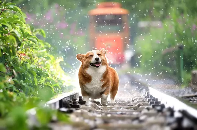 Cool Pets: The Rise of Portable Air-Conditioned Dog Houses