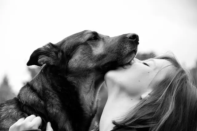 Optimizing Multi-Pet Homes: Essentials of Air-Conditioned Dog Houses