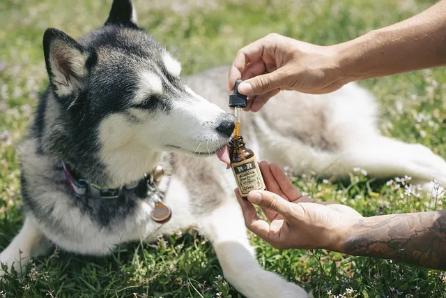 Full Spectrum CBD Tincture