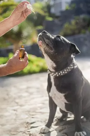 full-spectrum-cbd-tincture-640x480-75649682.jpeg