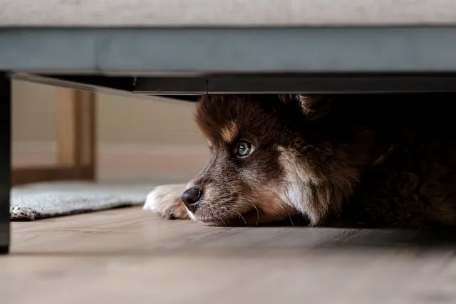 heated dog house