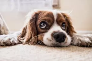 heated-dog-house-640x480-15265944.jpeg