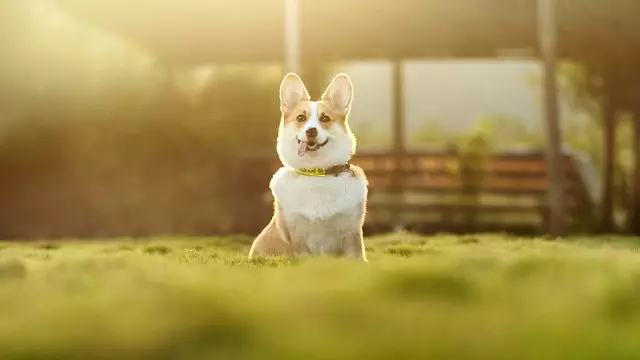 heated dog house