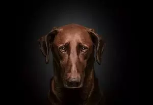 heated-dog-house-640x480-25041338.jpeg