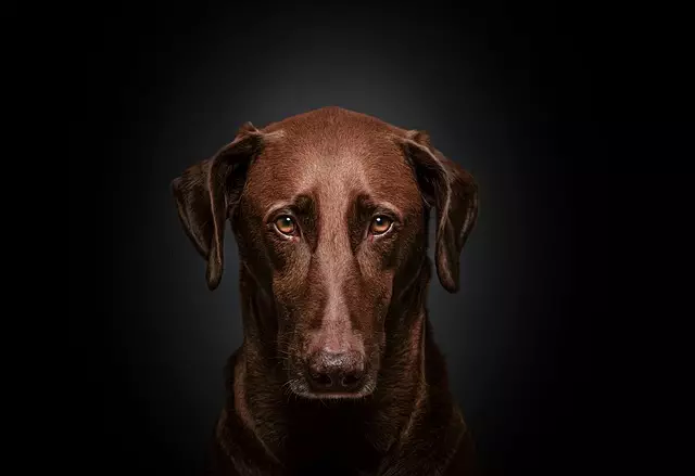 heated-dog-house-640x480-25041338.jpeg
