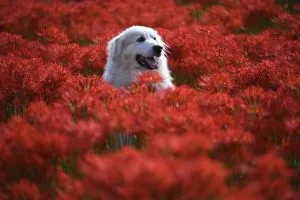 heated-dog-house-640x480-32323108.jpeg