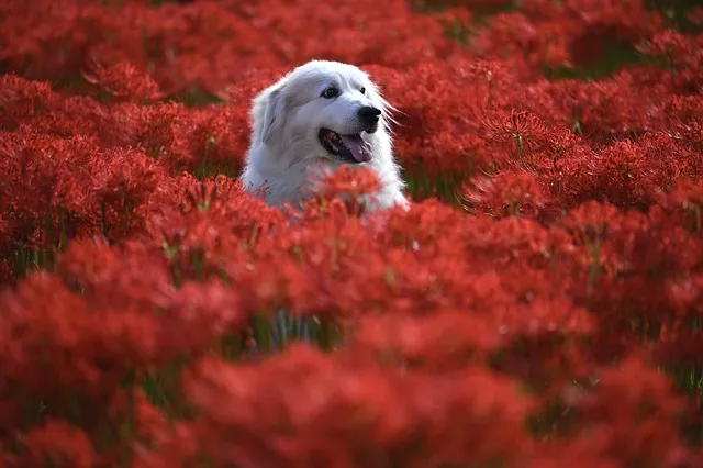 heated-dog-house-640x480-32323108.jpeg