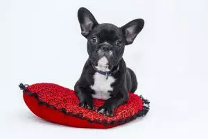 heated-dog-house-640x480-58206644.jpeg