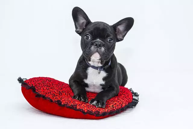 heated-dog-house-640x480-58206644.jpeg