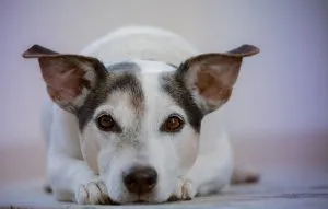 heated-dog-house-640x480-66944767.jpeg