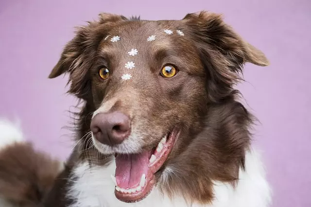 heated dog house