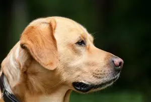 heated-dog-house-640x480-94038733.jpeg