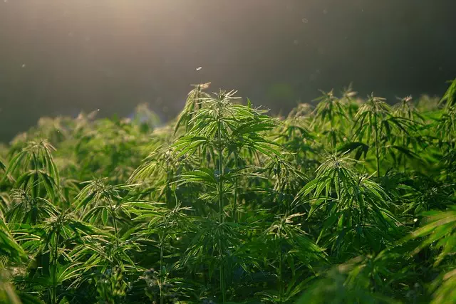 Hemp Terpenes for Sale