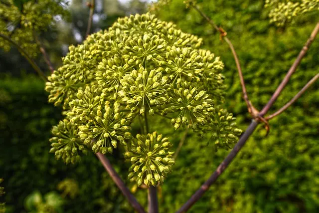 Hemp Terpenes for Sale