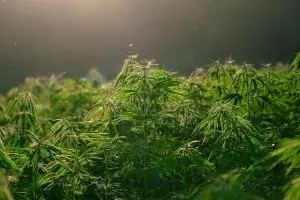 hemp-terpenes-for-sale-640x480-77290594.jpeg