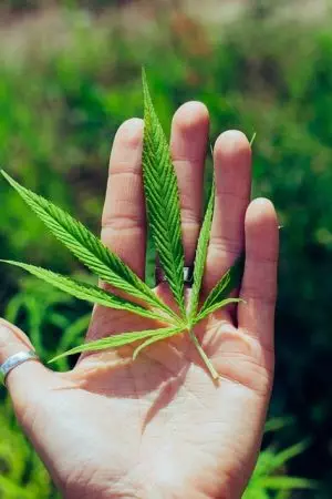 ko-blend-thc-disposable-640x480-22425105.jpeg