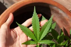 ko-blend-thc-disposable-640x480-48890479.jpeg
