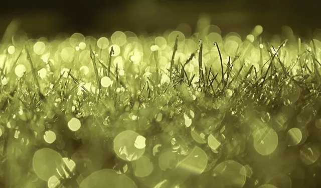 lawn-care-640x480-21532565.jpeg