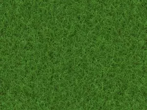 lawn-care-640x480-30074907.jpeg