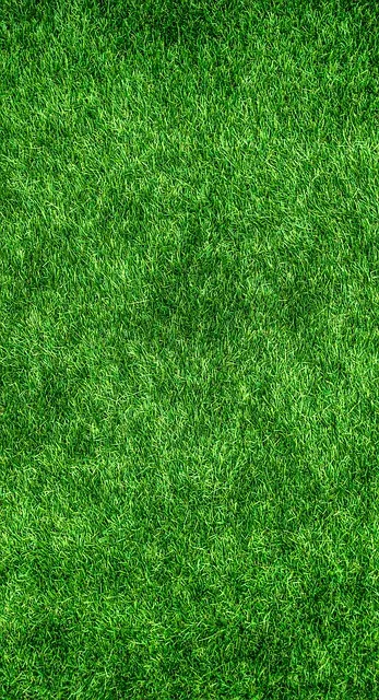 lawn-care-640x480-56119124.jpeg