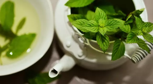 Mint Flavored CBD Tincture