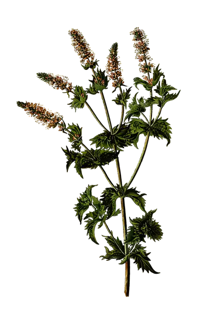 Mint Flavored CBD Tincture