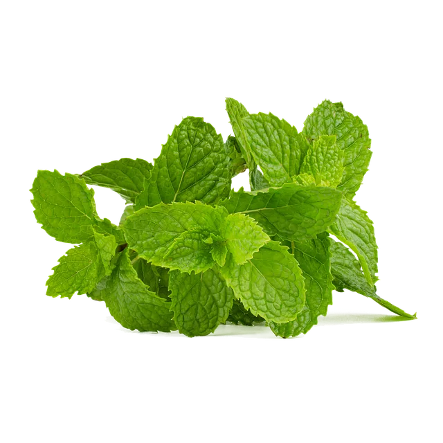 Mint Flavored CBD Tincture
