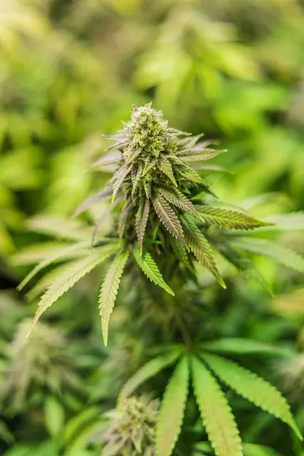 mint-flavored-cbd-tincture-640x480-48671695.jpeg
