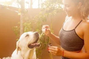 Mint CBD Tincture: Daily Essentials for Enhanced Well-being
