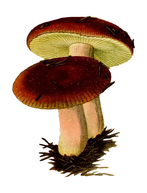 Mushroom Gummies for Focus