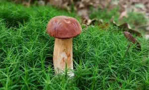 mushroom-gummies-for-focus-640x480-21495121.jpeg