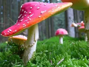 mushroom-gummies-for-focus-640x480-26628293.jpeg