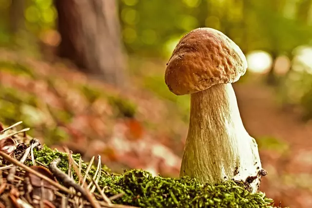 Mushroom Gummies for Focus