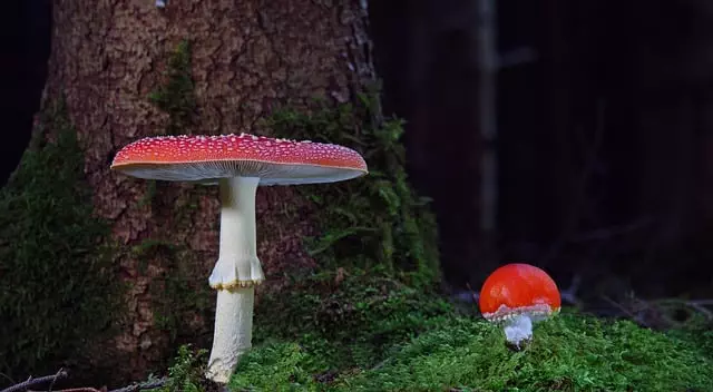 Mushroom Gummies for Focus